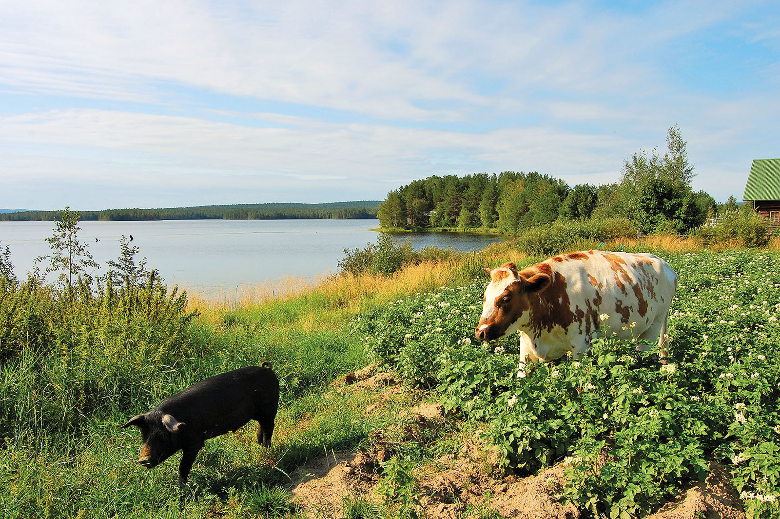 Kaksi lehmää käyskentelee järven rannalla, aurinko paistaa.