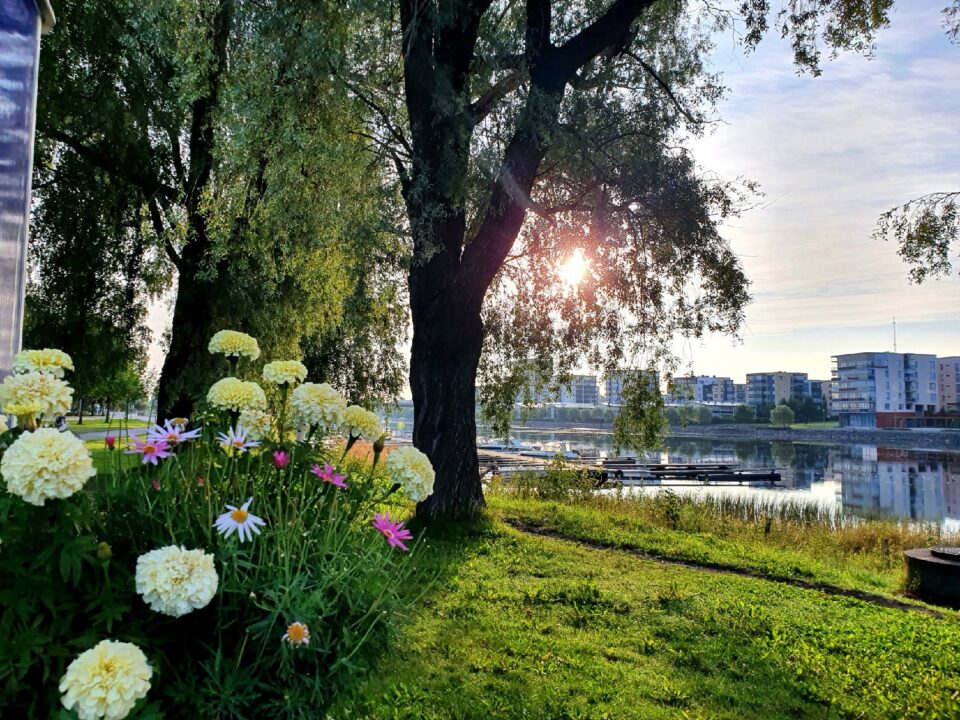 Rantamaisemaa Joensuussa. Etualalla kukkia ja nurmikkoa ja puita ja puiden oksien välissä loistaa aurinko. Taustalla joki ja toisella puolen rakennuksia.