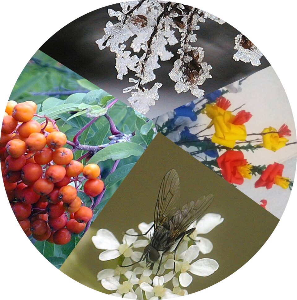 Neljään osaan jaettu pallokuvio ja osissa on vuodenaikojen merkkejä