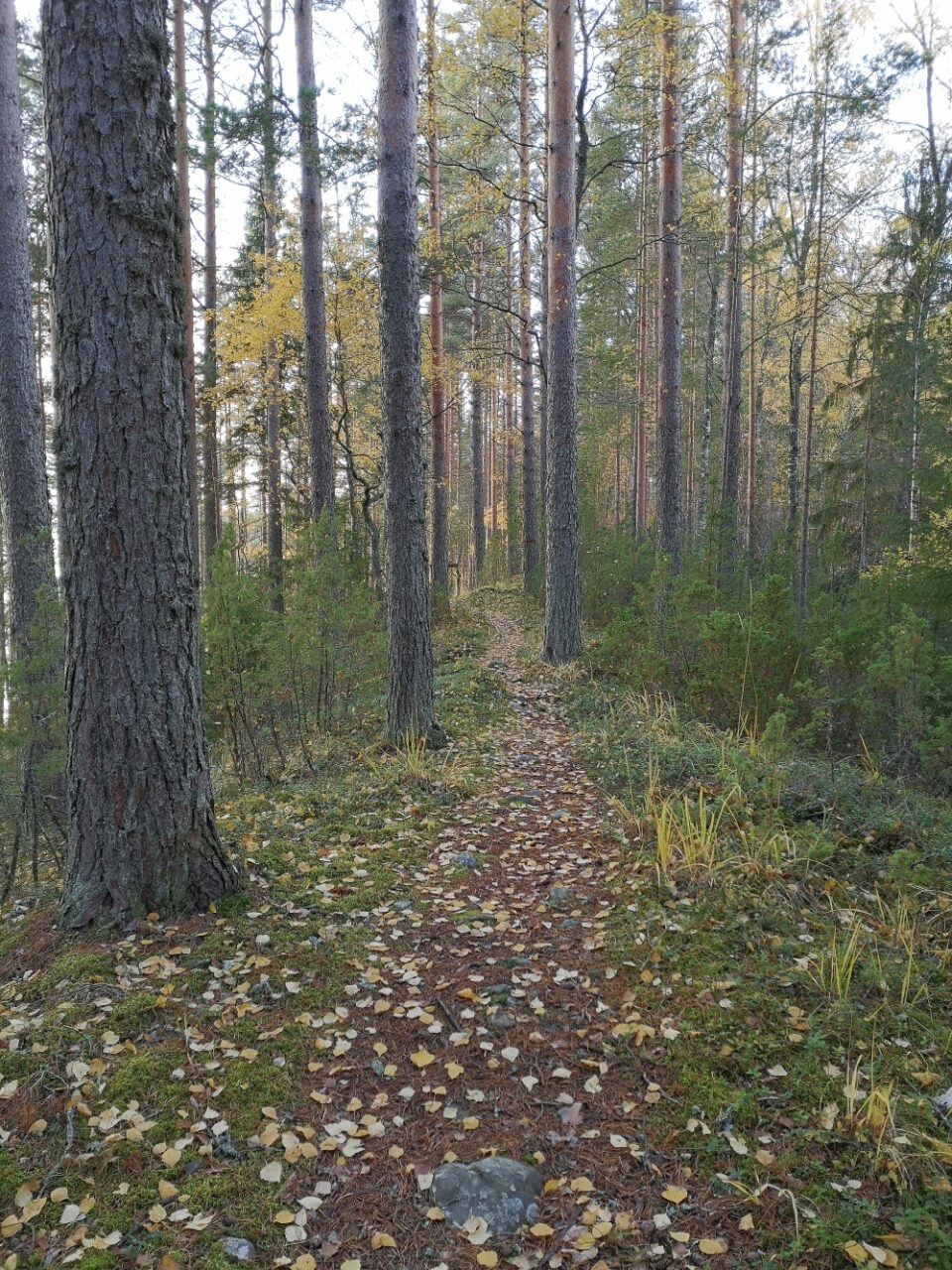 Polku mäntymetsässä, maassa on lehtiä