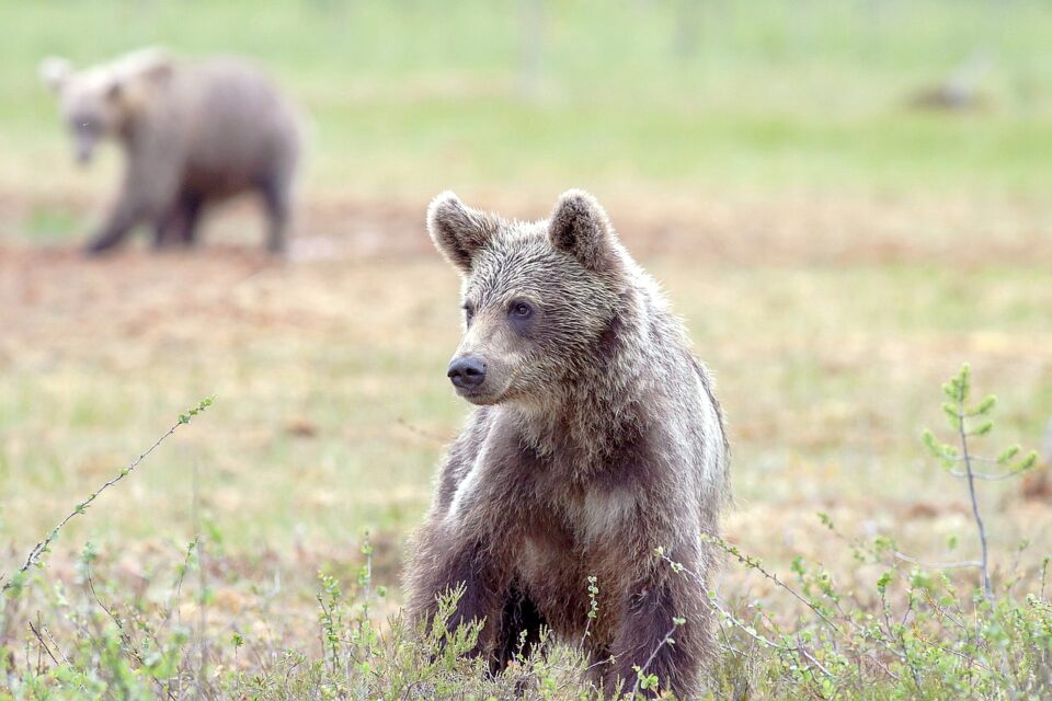 Karhu pellolla ja toinen karhu taustalla
