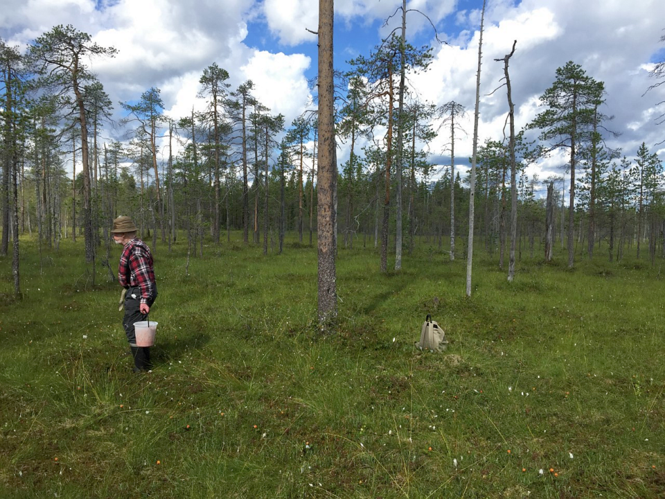 Mies metsässä