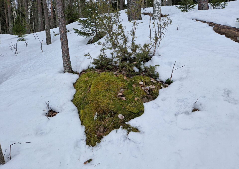 Lumisessa maisemassa metsänreunaa, lumi on sulanut vihreän sammalmättään päältä.