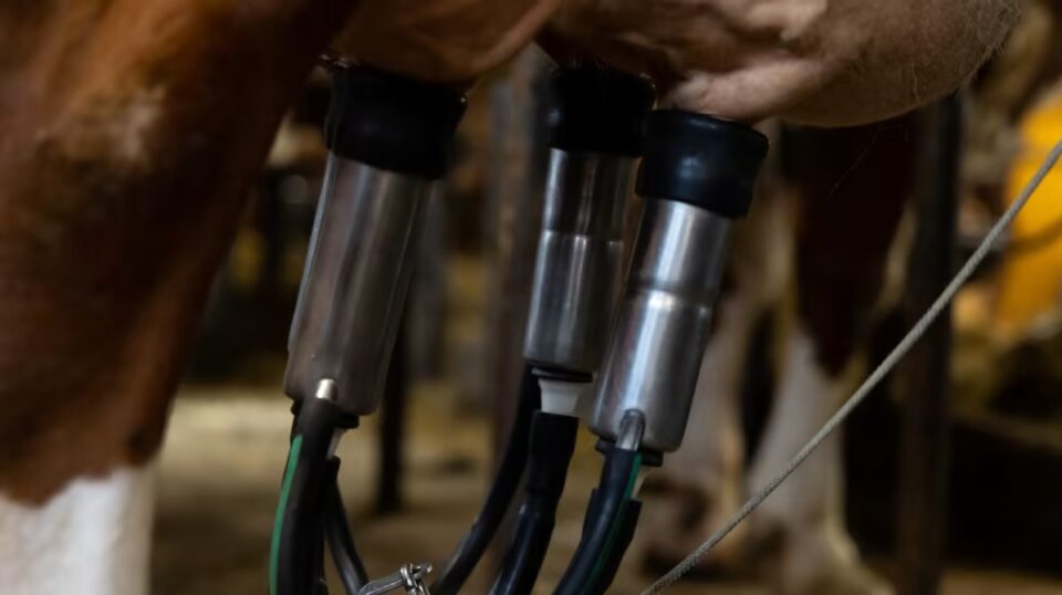Lähikuva lehmän nänneihin kiinnitetyistä lypsykoneen nännikupeista.