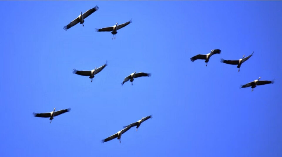 Parvi muuttolintuja lentää vasten kirkkaansinistä taivasta.