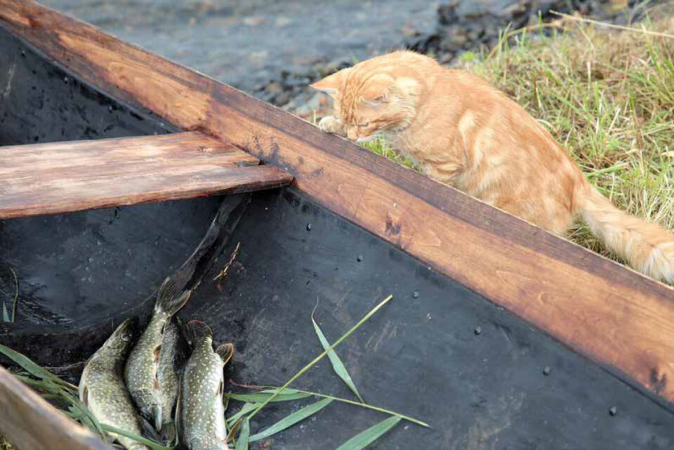 oranssiturkkinen kissa kurkistaa laidan yli veneeseen, jonka pohjalla köllöttää kolme haukea.