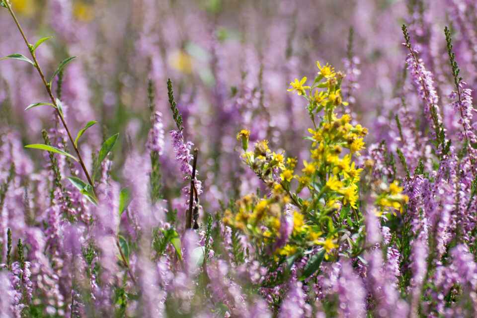 Kukkivien kanervien keskellä loistaa keltainen mäkikuisman kukinto.
