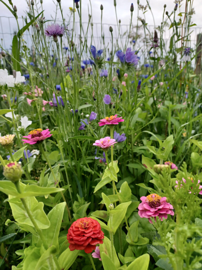 Värikäs kukkaketo.