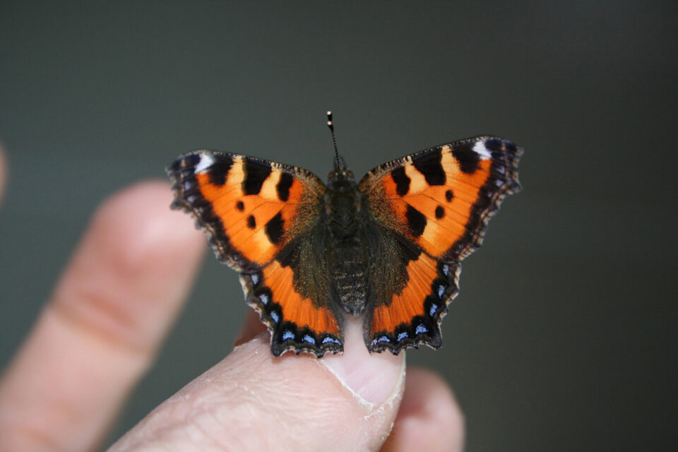 Lähikuvassa sormien päälle laskeutunut nokkosperhonen.