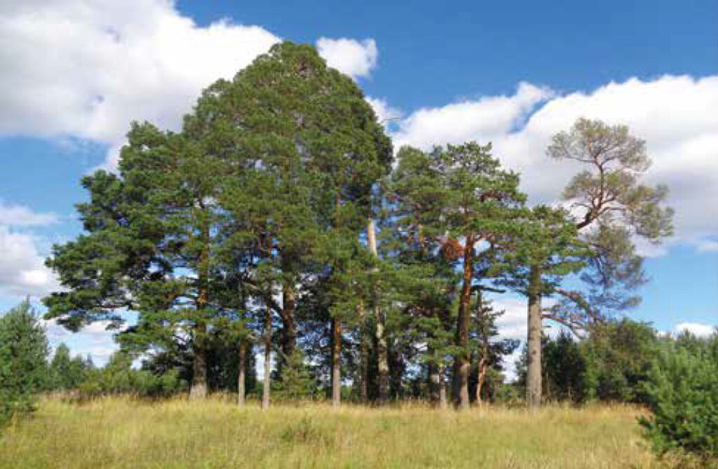 Havupuita pellon reunassa, kuvakulma alhaalta ylöspäin.