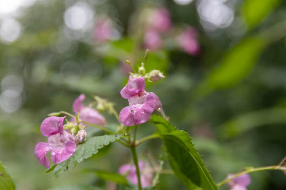 Lähikuvassa vaaleanpunaisia jättibalsamin kukkia vihreine lehtineen.
