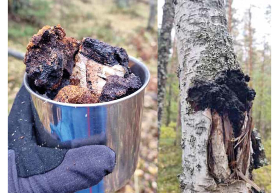 Kaksi rinnakkaista kuvaa: vasemmanpuoleisessa hansikoitu käsi pitää teräsmukia, johon on kerätty pakurikääpää. Oikeanpuoleisessa kuvassa musta, möykkyinen pakurikääpä on vielä kiinni koivunrungossa, jonka kaarna on käävän alapuolelta voimakkaasti repeytynyt.