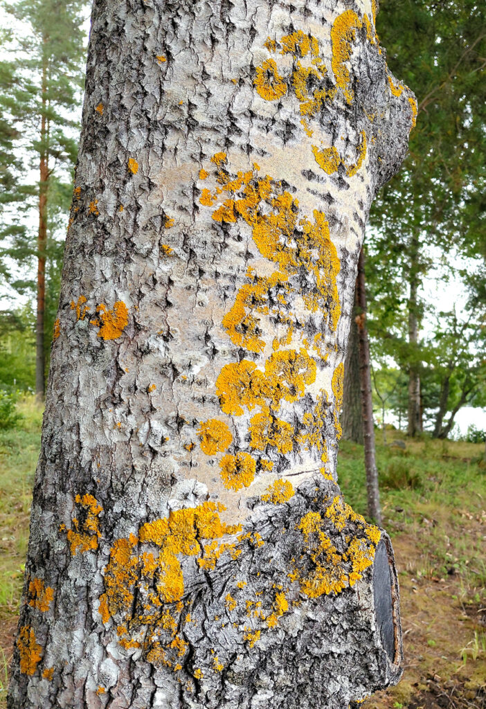 Lähikuvassa harmaa haavanrunko, jonka pinnassa on runsaasti keltaista jäkälää.