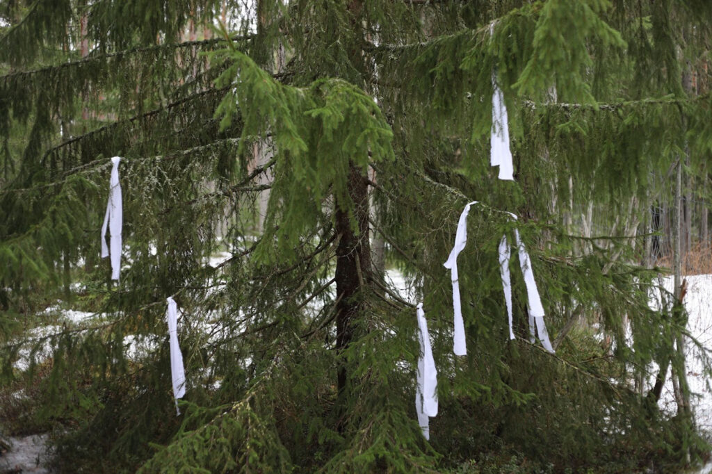 Tiheä kuusikko, puiden oksilla liehuu ohuita valkoisia kangassuikaleita eli tuulipaikkoja vainajien muistolle.