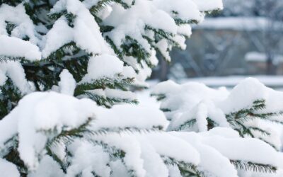 Millainen joulukuusi on ilmastoystävällisin? Tässä kuusi vaihtoehtoa kuusen hankintaan