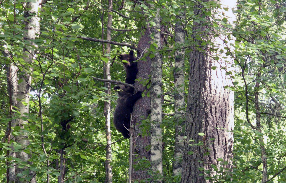 Kaksi karhunpoikasta on kiivennyt mäntyyn tiheässä metsikössä.
