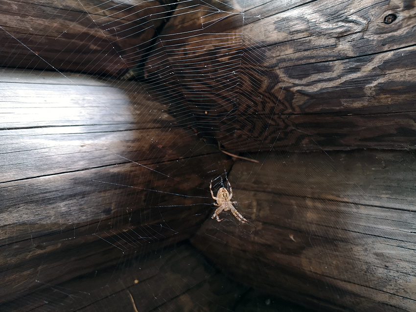 Hämähäkki verkossaan