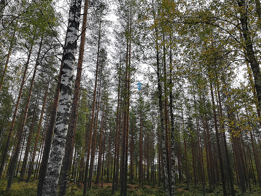 Puita metsässä, nuoria koivuja ja mäntyjä enimmäkseen