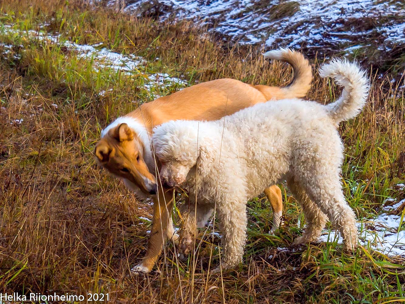 Kaksi koiraa vierekkäin pellolla