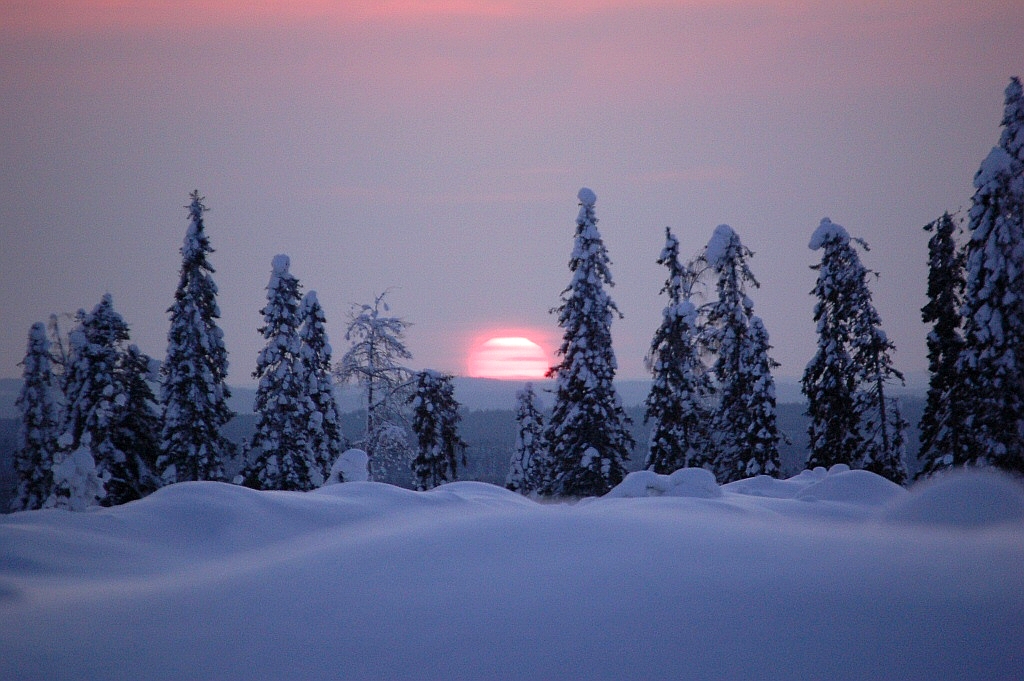 Talvinen auringonlasku, lumi sinertää ja edessä on puita