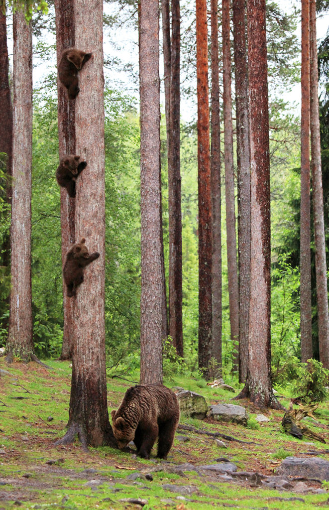 Karhunpoikasia kiipämässä puussa, emokarho puunjuurella